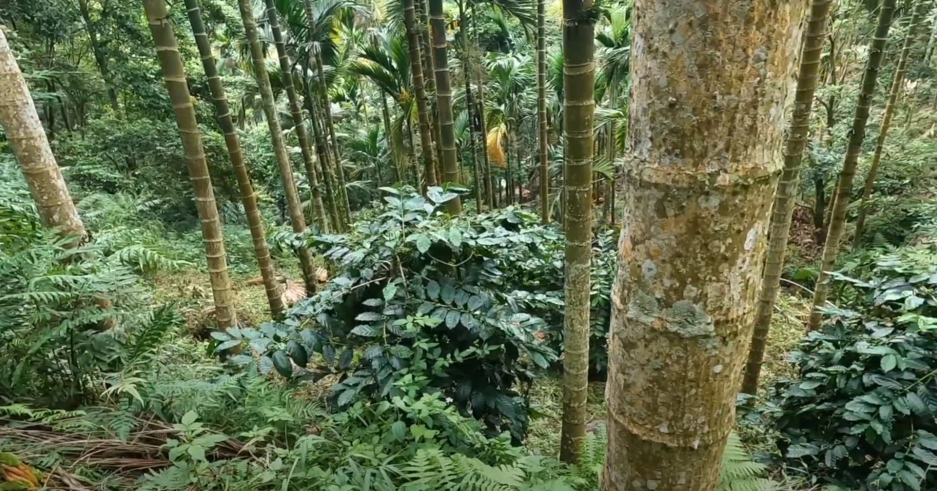 阿里山得獎咖啡如何帶地方走出創生？
